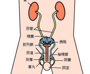 前列腺凝膠貼牌加工廠.png