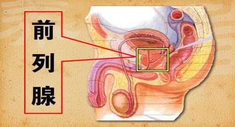 前列腺?gòu)S家