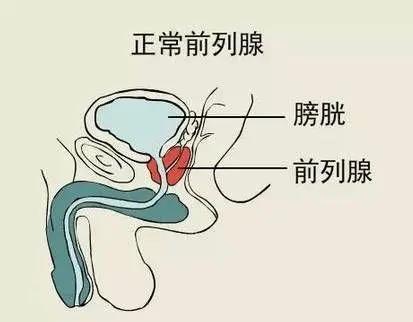 前列腺凝膠貼牌廠家