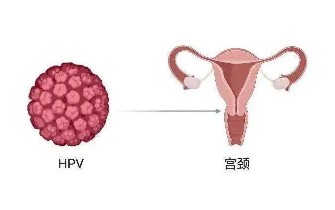 hpv凝膠工廠